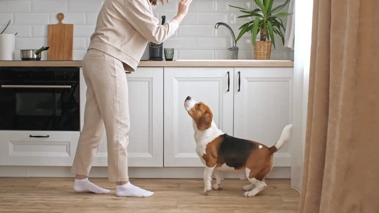 Secure and Comfortable Dog Boarding Near You